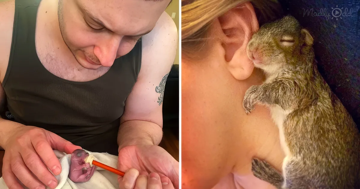 A man feeds a tiny squirrel with a syringe, while a woman holds the squirrel close.