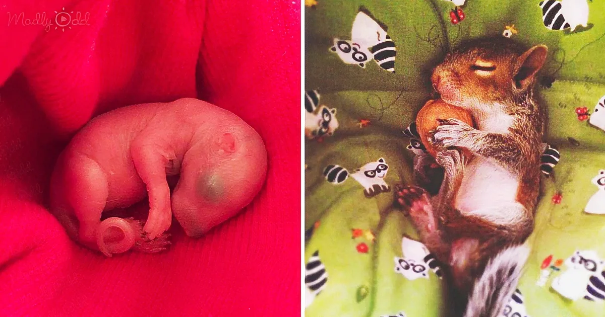 A tiny, pink, newborn squirrel curled up in a red blanket, and another squirrel holding a nut on a green blanket with...