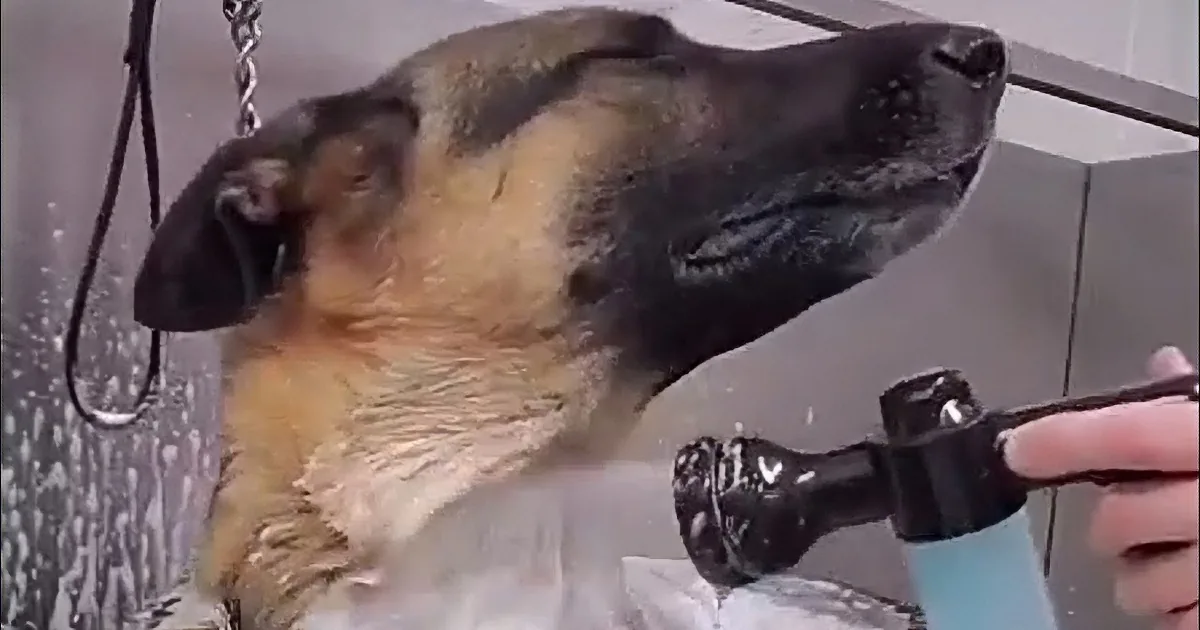 German Shepherd Retired Early From Police Force for Being the Goodest Boy