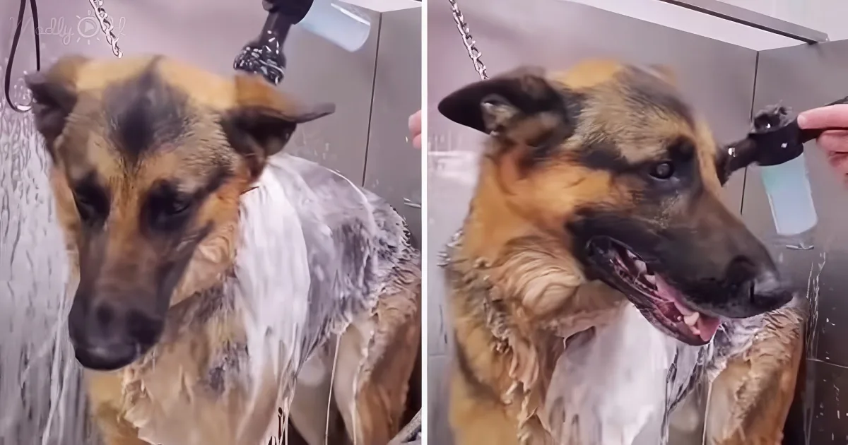 German shepherd grooming