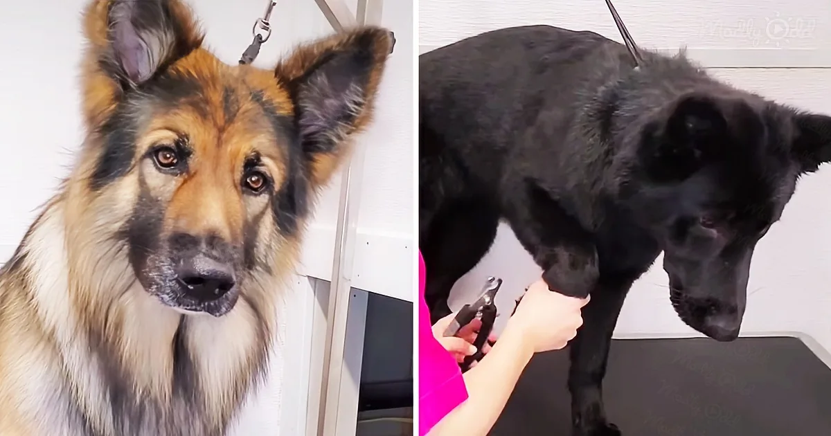 Two German Shepherds Have Hilariously Different Experiences at the Groomer''s