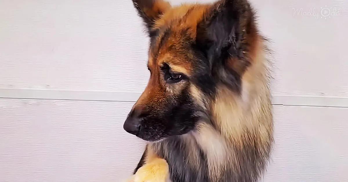 Two German Shepherds