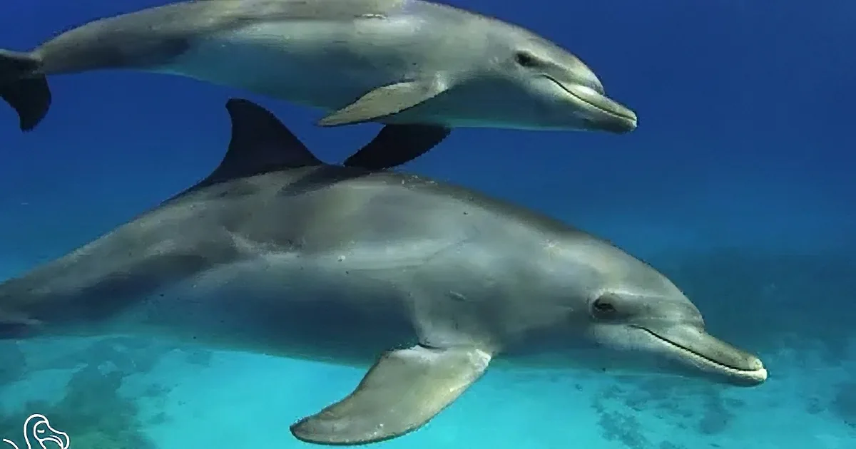 Dolphin Mira Bonds With Her Unborn Calf Through Her Unique Songs