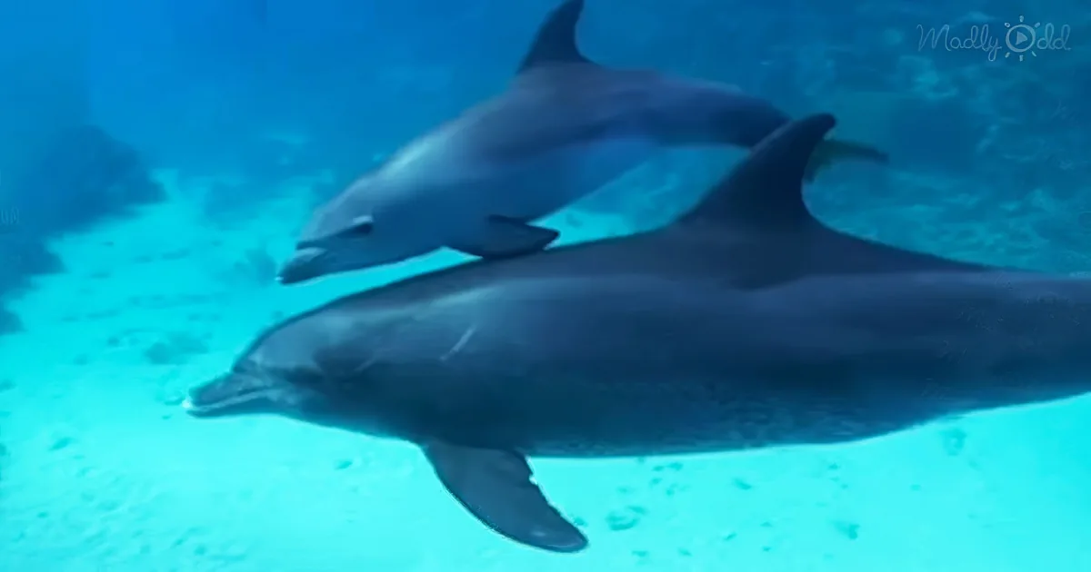 Two dolphins swim closely together in clear blue water, showcasing their sleek bodies and fins.
