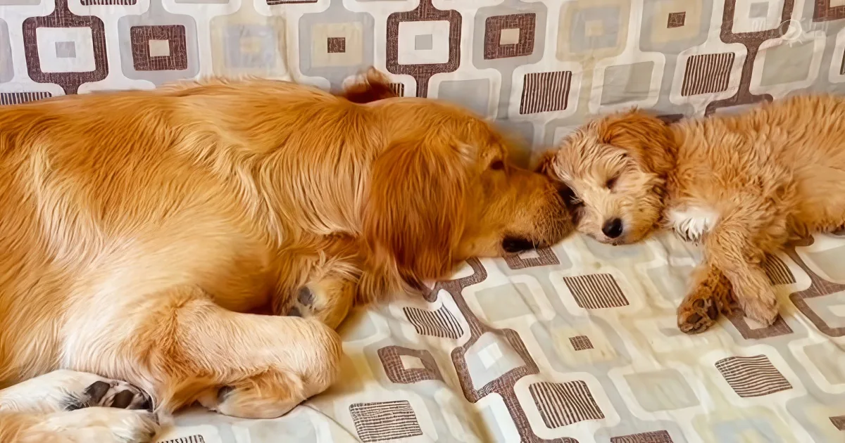 Golden Retriever adopts Labrador puppy