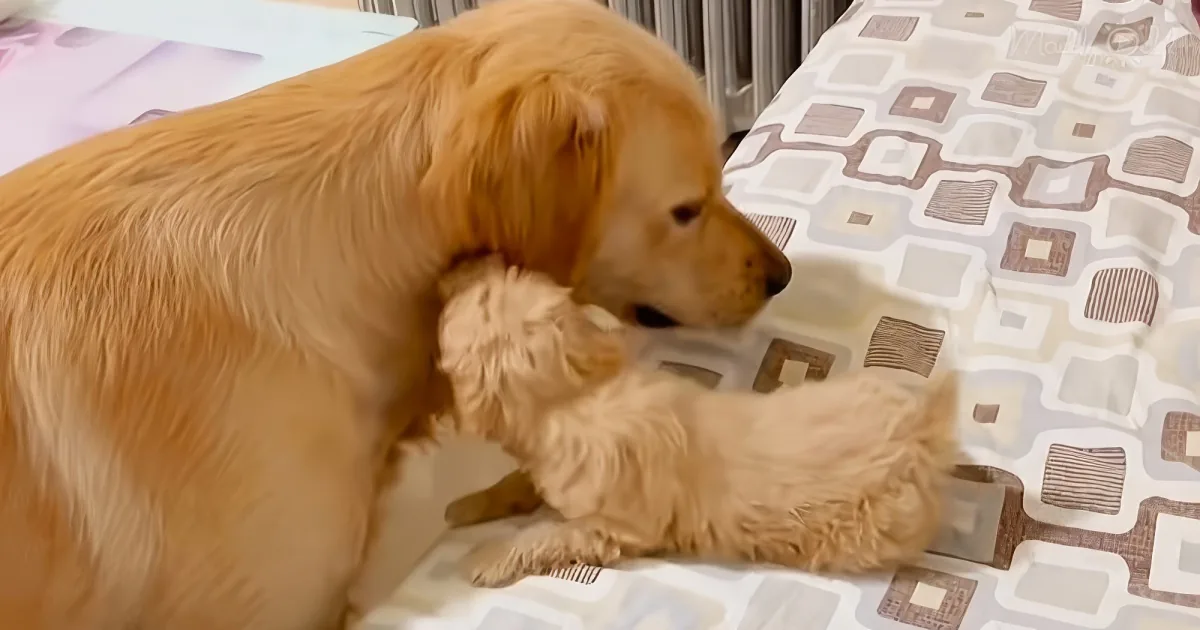 Golden Retriever adopts Labrador puppy