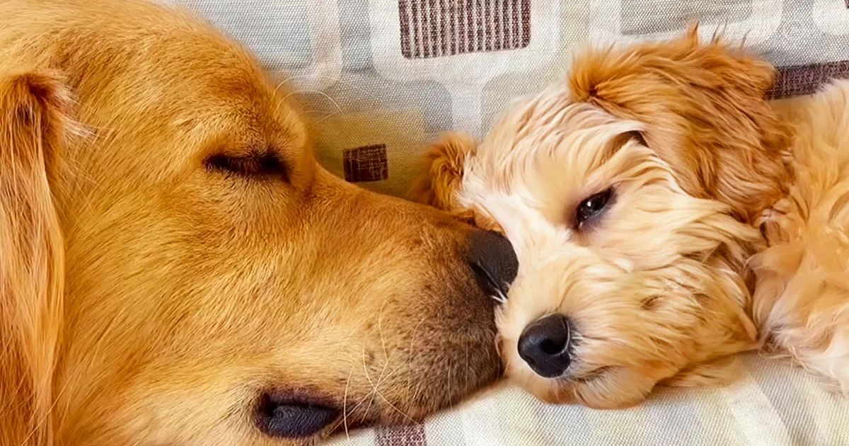 Two dogs, one golden and one white, cuddling on a checkered blanket.