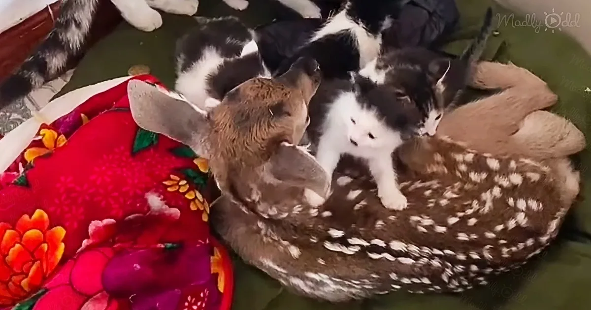 A fawn and a white and black kitten are cuddling on a colorful blanket.