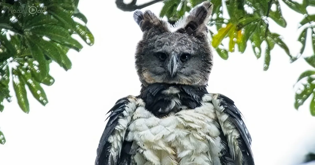 The Harpy Eagle
