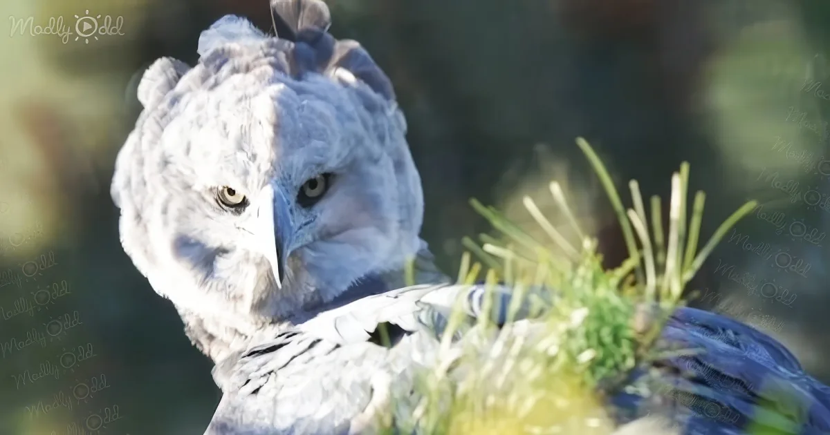 The Harpy Eagle