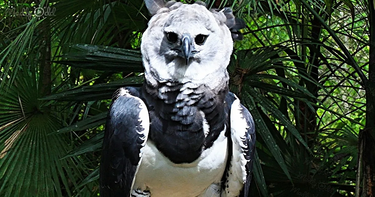 A majestic Harpy Eagle with striking black and white plumage stands amidst lush green foliage.