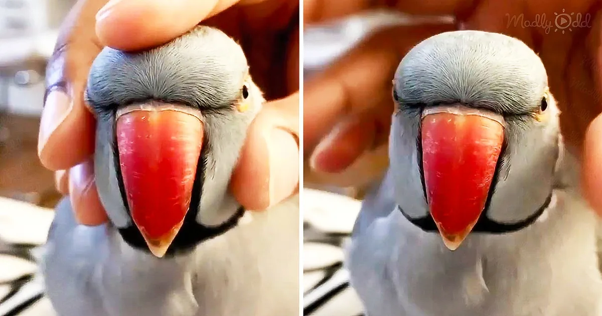 An Incredibly Gorgeous Indian Ringneck Parrot Squeaks Like His Toy