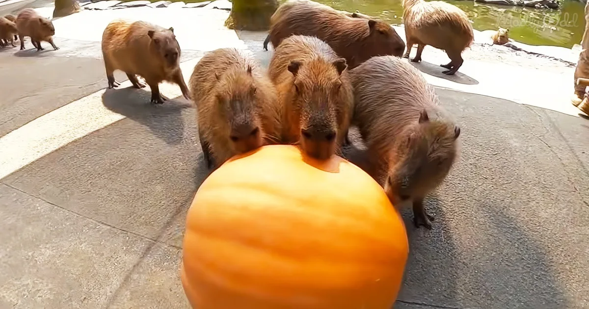 Capybaras eating pumpkin