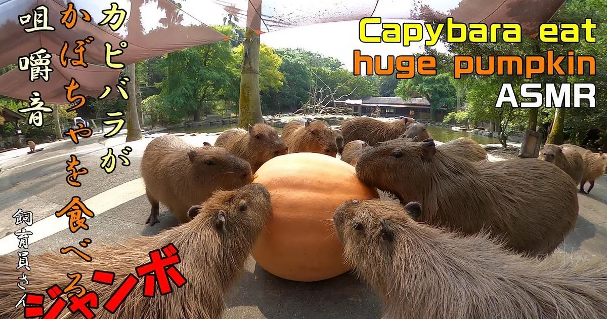 Curious Capybaras Can't Wait to Politely Tear Apart a Massive Pumpkin