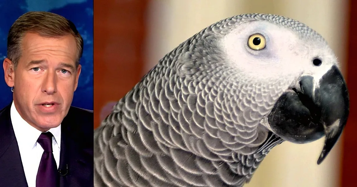 British Parrot Goes Missing for Four Years, Suddenly Returns Speaking Spanish