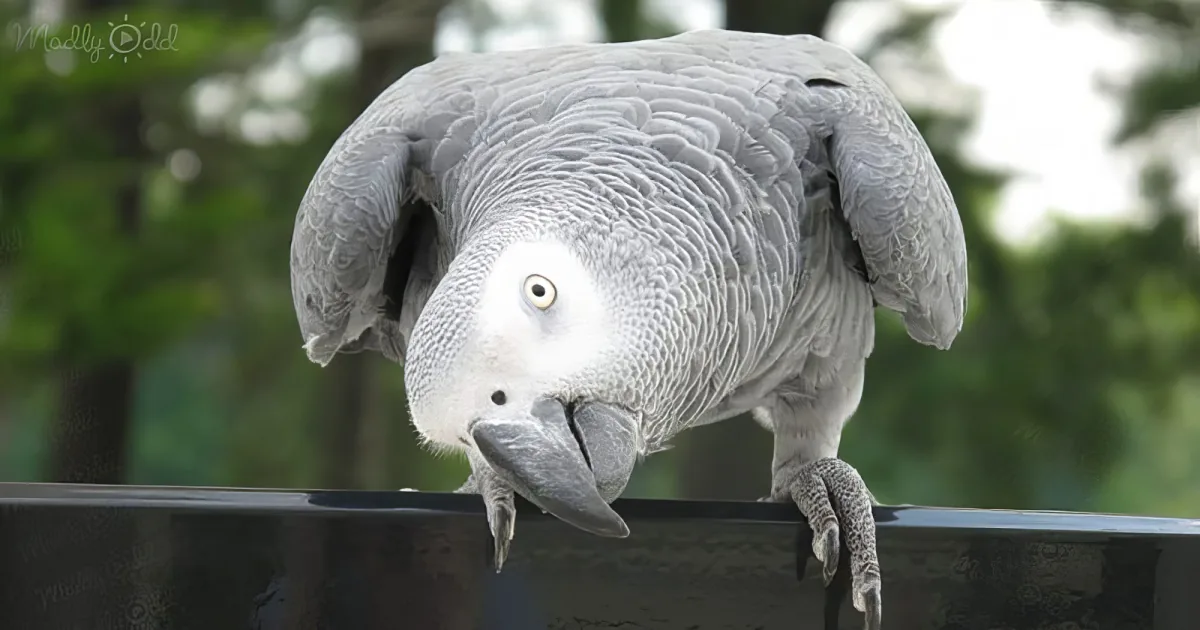 A grey parrot perched on a railing, its head tucked in, with a blurred green background.