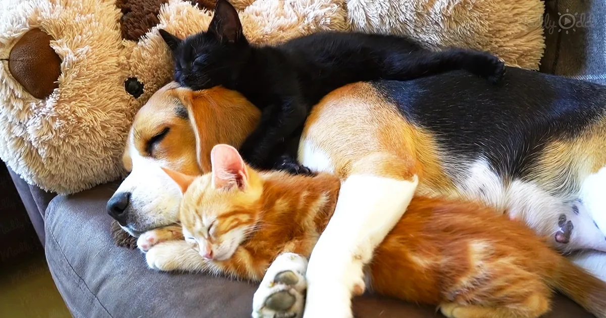 Beagle ''Super Mom'' Adopts 2 Tiny Rescued Kittens