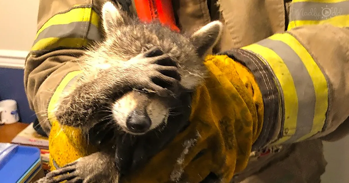 Very Embarrassed Raccoon Rescued After Breaking Into Home