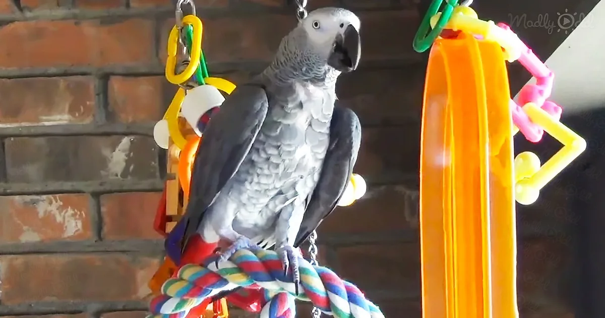 A Talking Parrot Entertains Squirrels in the Home Backyard