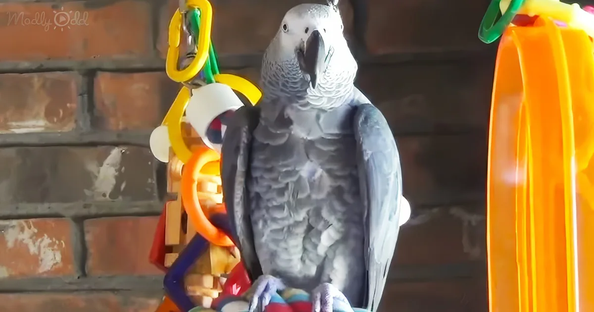 A grey parrot perches on a perch surrounded by colorful toys and a brick wall.