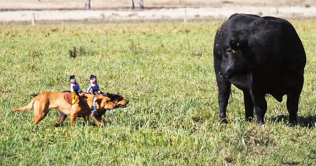 A dog with two toy riders approaches a black cow in a grassy field.