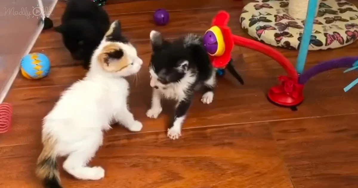 Kitten accepts rescued calico as her best friend