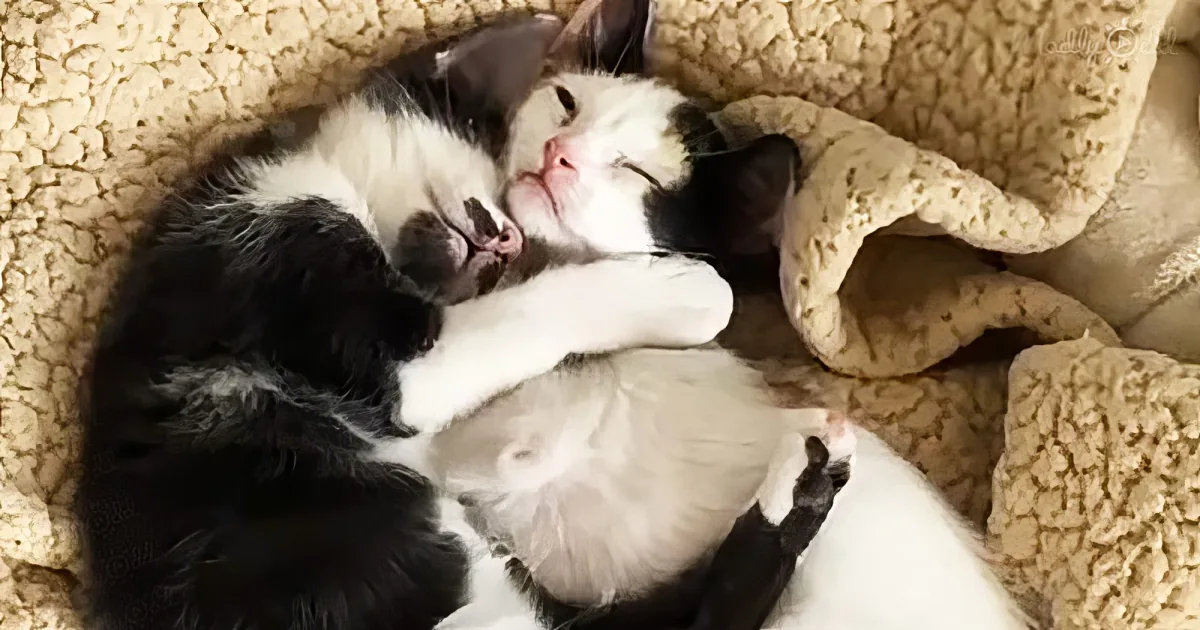 Kitten accepts rescued calico as her best friend