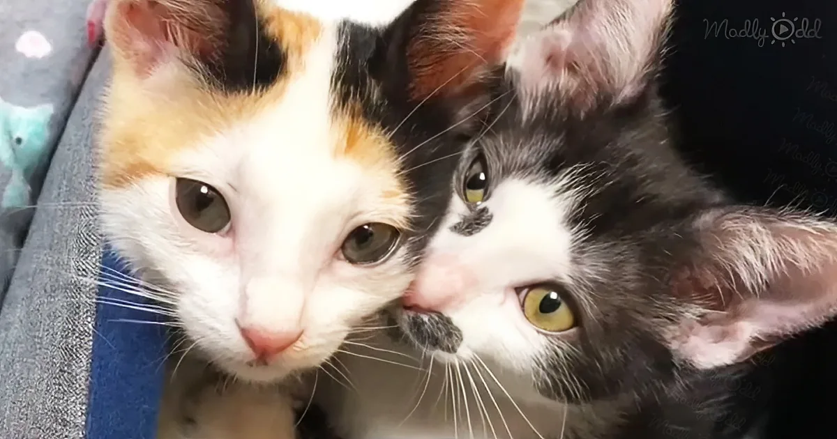 Kitten Accepts Rescued Calico as Her Best Friend, Stays Together All the Time