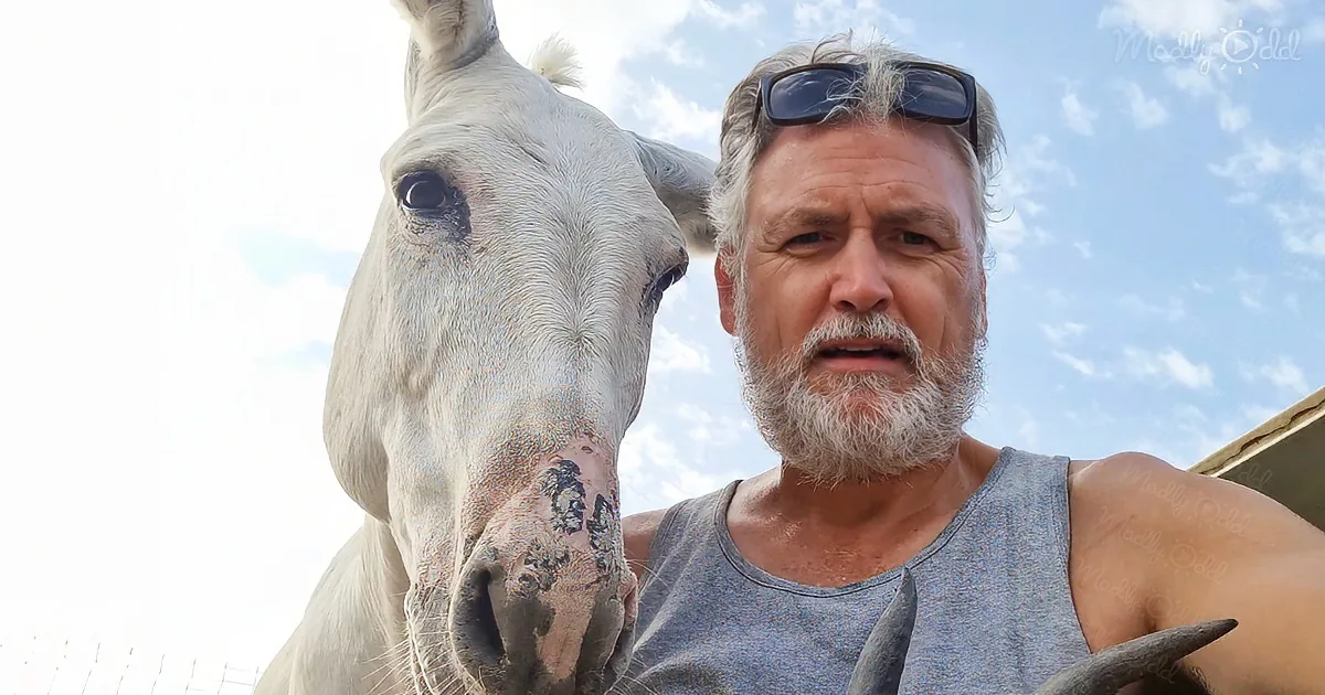 Depressed Donkey Finds Solace in His New Best Buddy