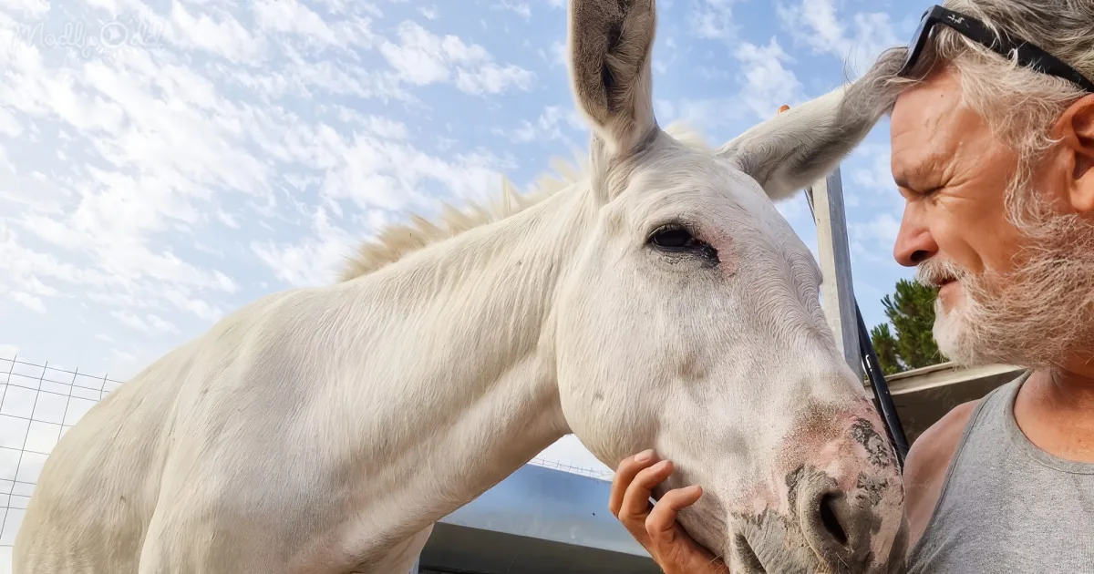 A white horse leans affectionately towards a man with a beard, both under a bright sky.