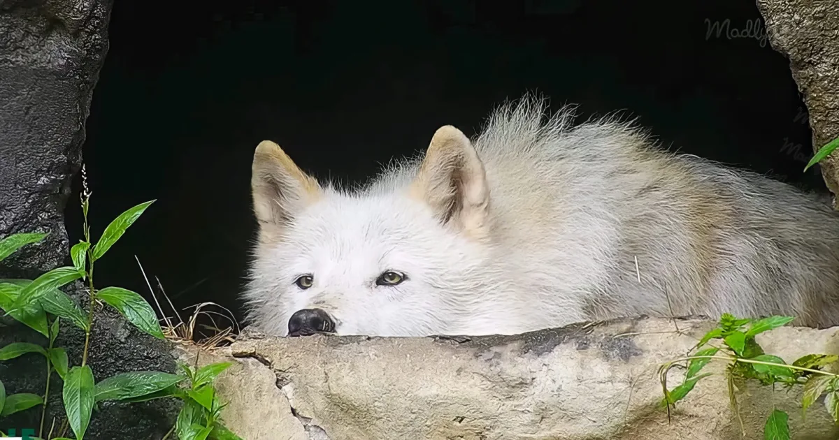 A white wolf rests on a rocky surface, surrounded by greenery, with its head slightly raised.