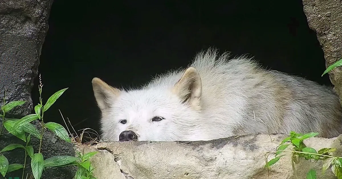 A white wolf with yellow eyes rests on a rock, surrounded by greenery and a dark cave.