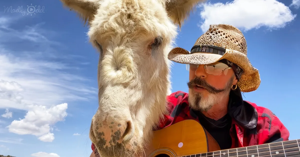 donkey listening music