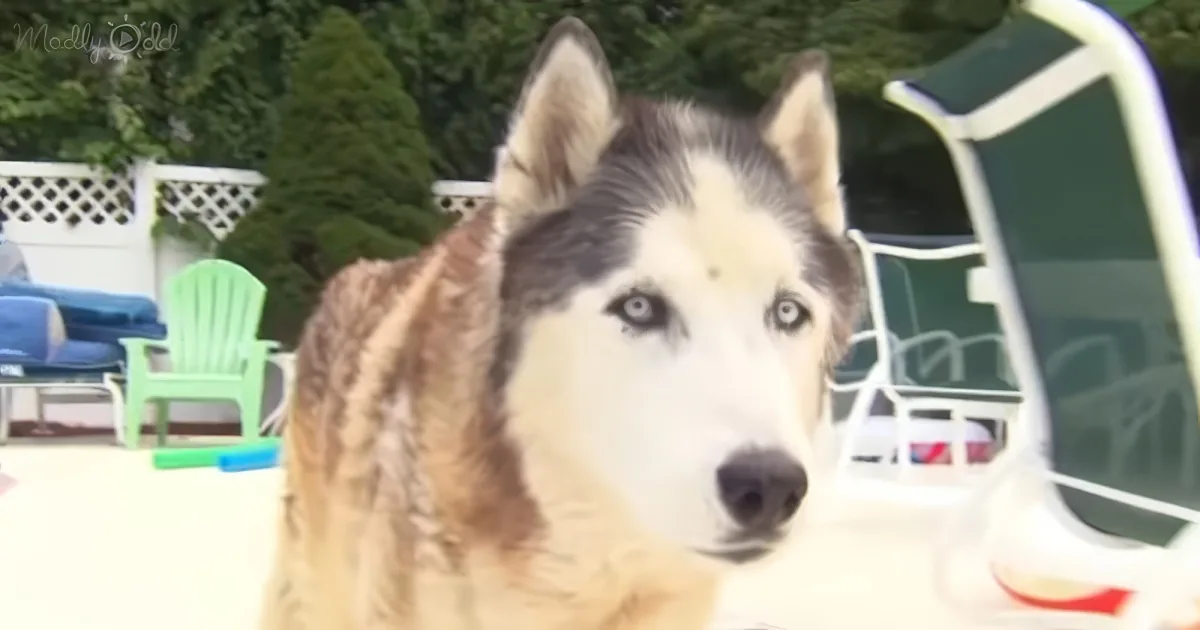 A close-up of a husky dog with striking blue eyes, sitting outdoors near a poolside with colorful chairs.