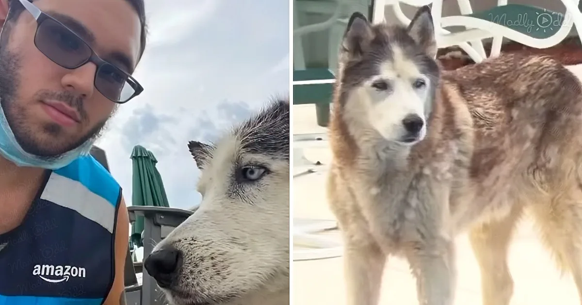 Brave Amazon Delivery Driver Saves a Senior Husky From Drowning