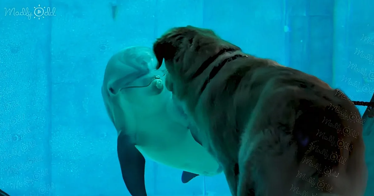 An Amazing Story of Friendship Between a Golden Retriever and a Dolphin