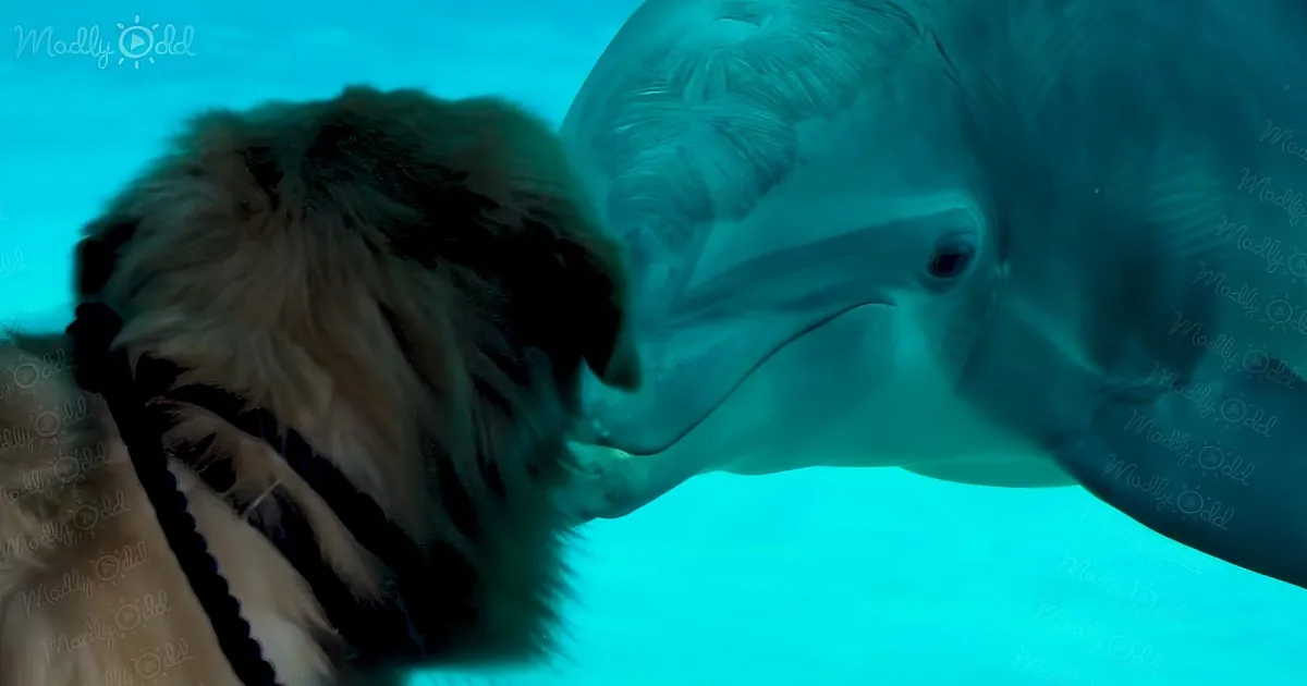 Golden Retriever and Dolphin