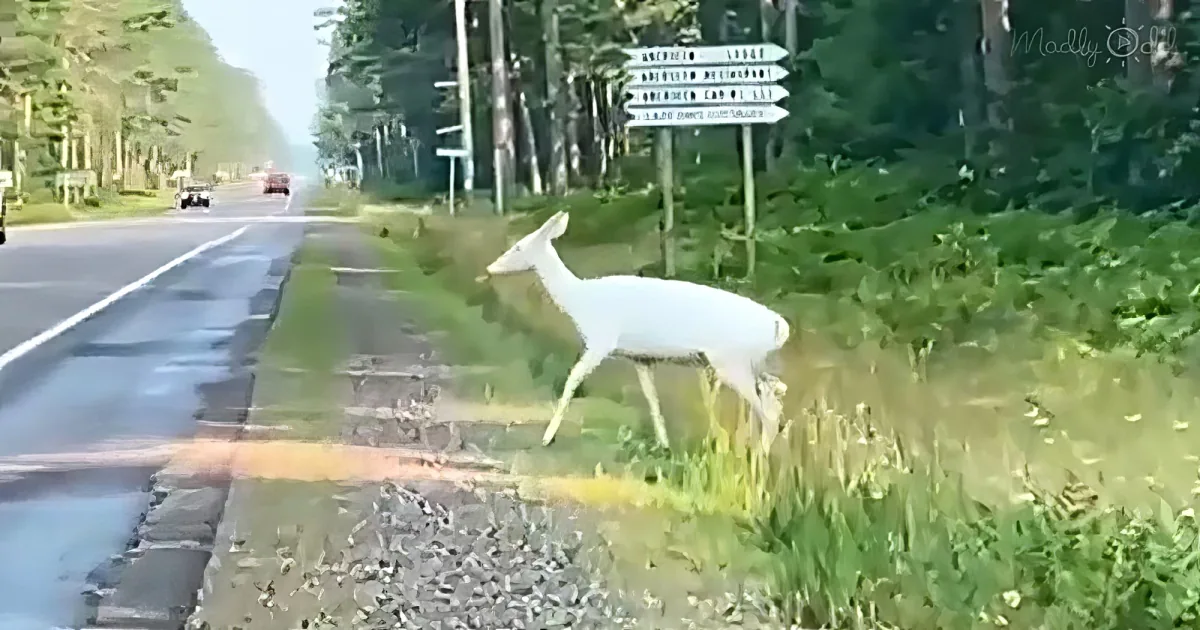 albino deer crossing road