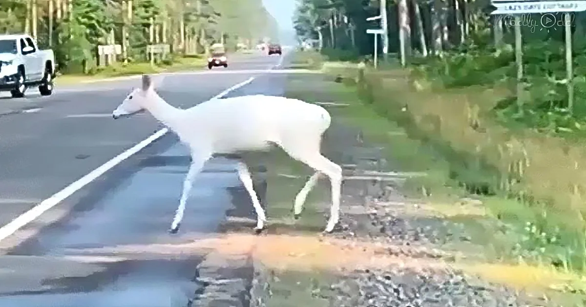A white deer stands on a wet road, surrounded by greenery and vehicles in the background.