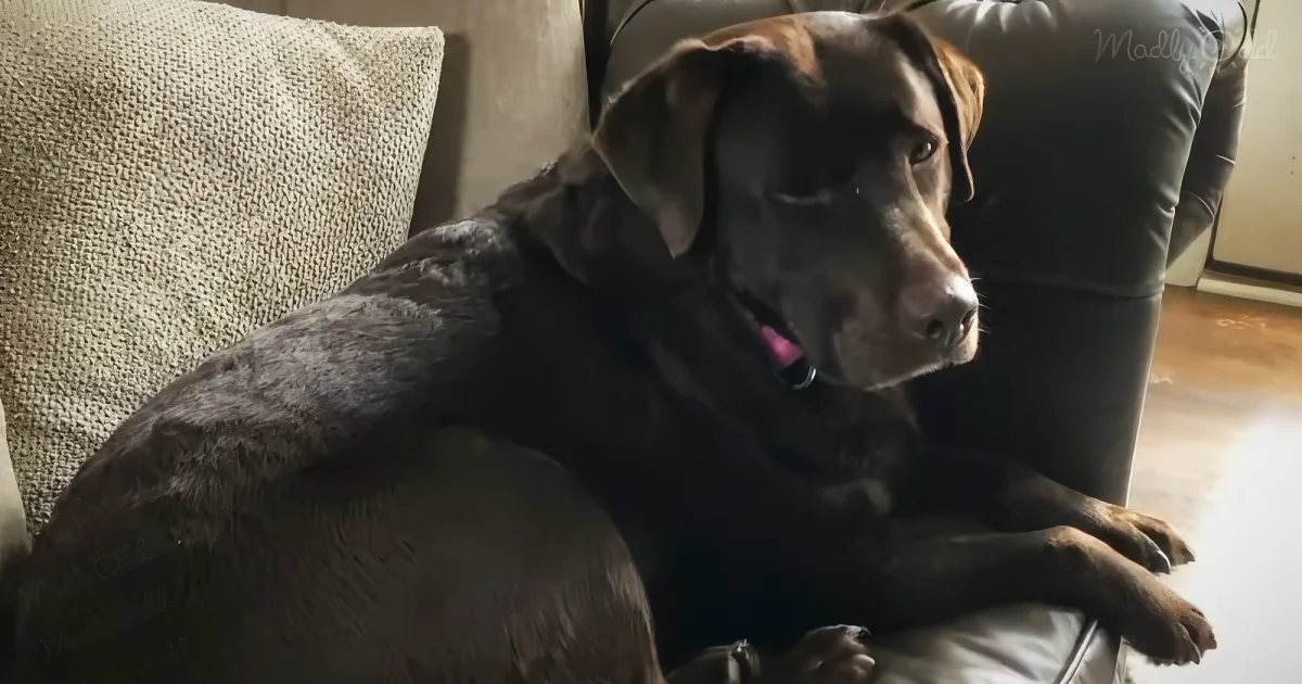 Man reunites lost dog with the owner