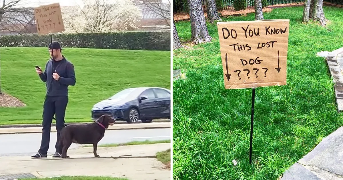 Check the Man Who Spent Days on the Corner to Reunite a Lost Dog With the Owner