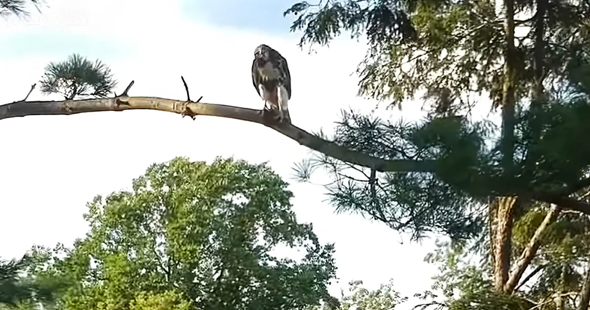 A hawk perches on a tree branch amidst green foliage and a bright sky.