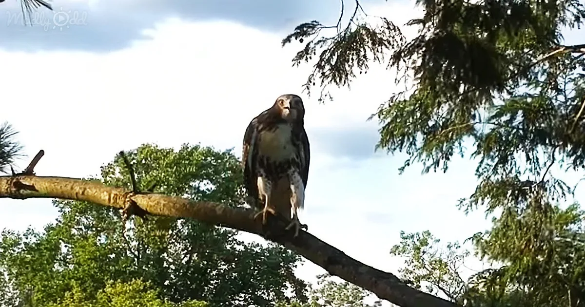 A hawk perches on a tree branch, surrounded by green foliage and a partly cloudy sky.