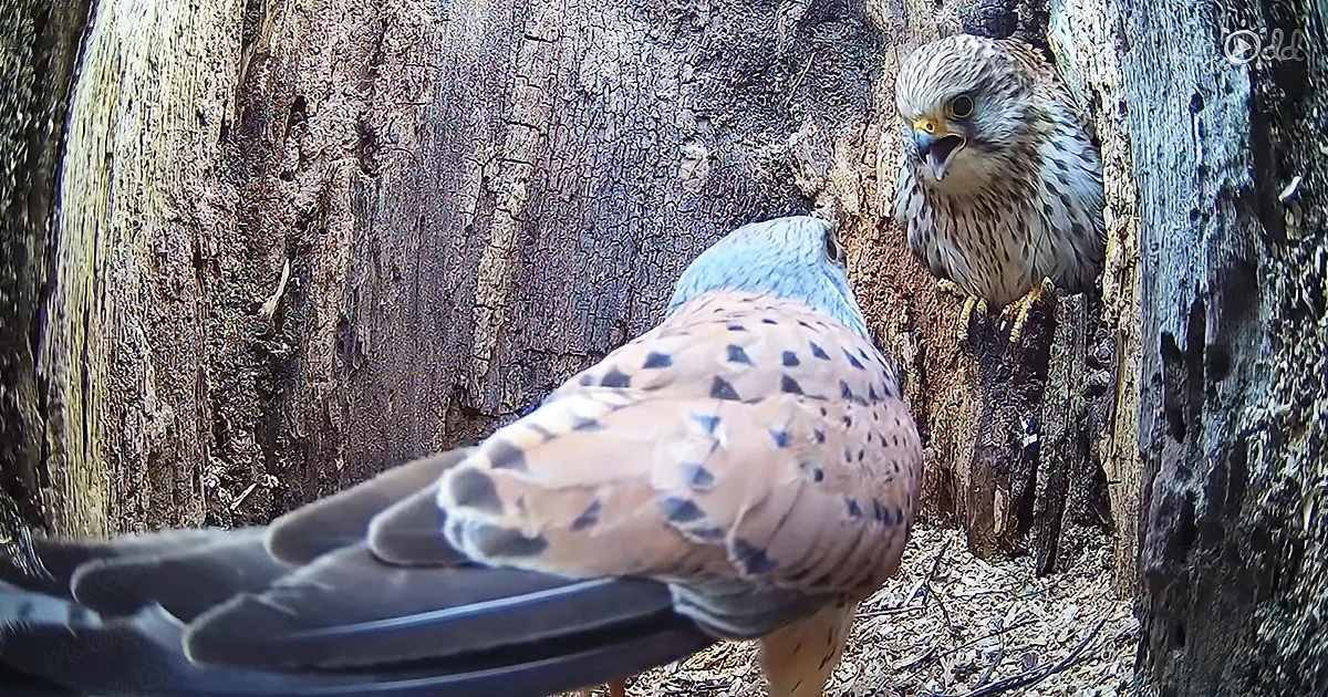 Young Male Kestrel Meets ''Sugar Mommy'' but Is Determined to Show His ''Manly'' Traits