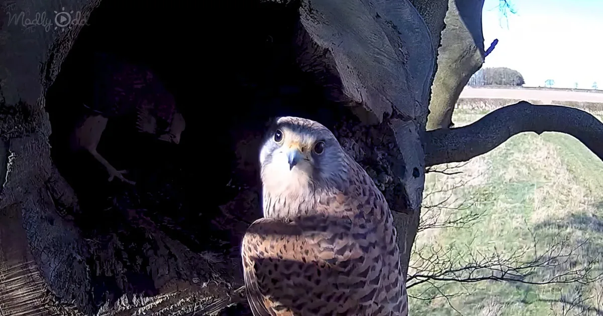 A peregrine falcon perches in a tree hollow, surrounded by branches and a grassy field in the background.