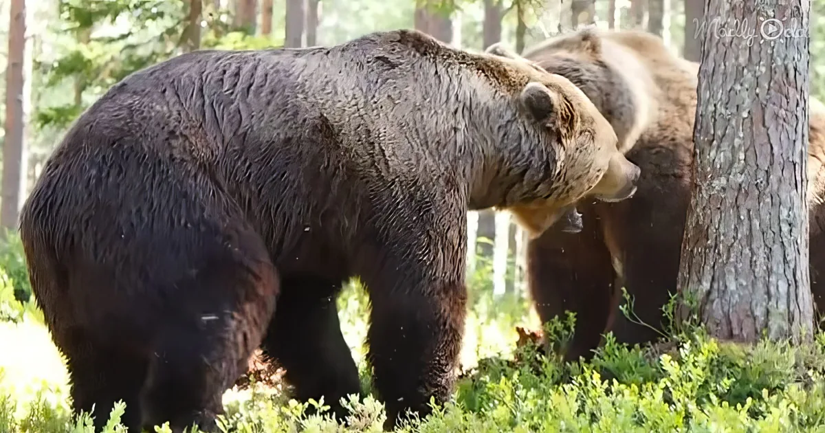 grizzly fight in the woods