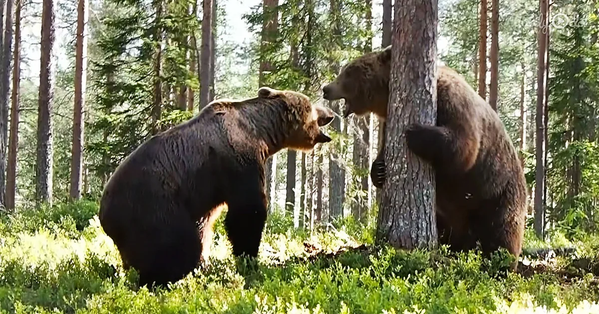 Intense Grizzly Fight in the Woods Caught on Multiple Camera Angles