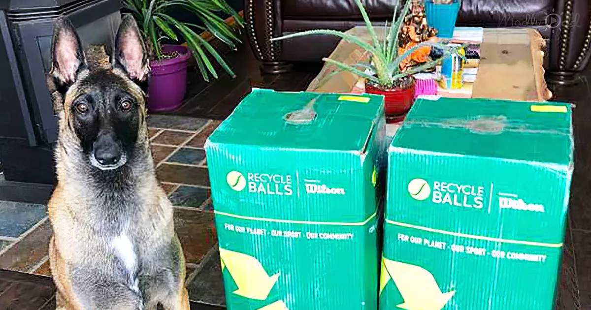 Dog playing with 400 tennis balls