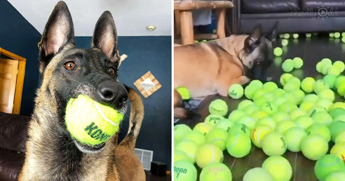 A Malinois dog holds a tennis ball in its mouth, surrounded by a pile of tennis balls on a glass table.