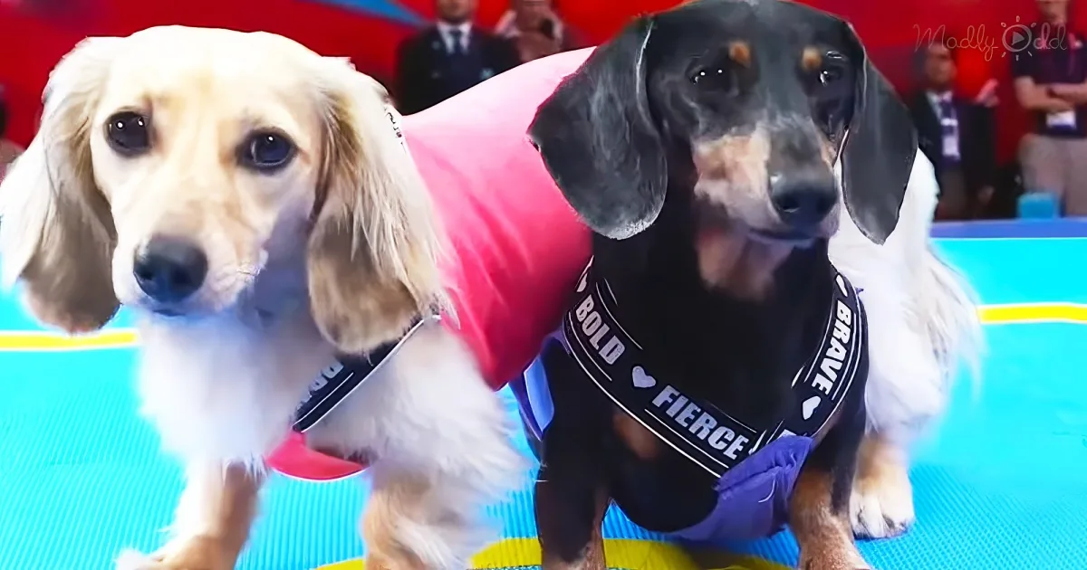 Two dachshunds wearing vests, one in red and one in black, standing on a blue surface.